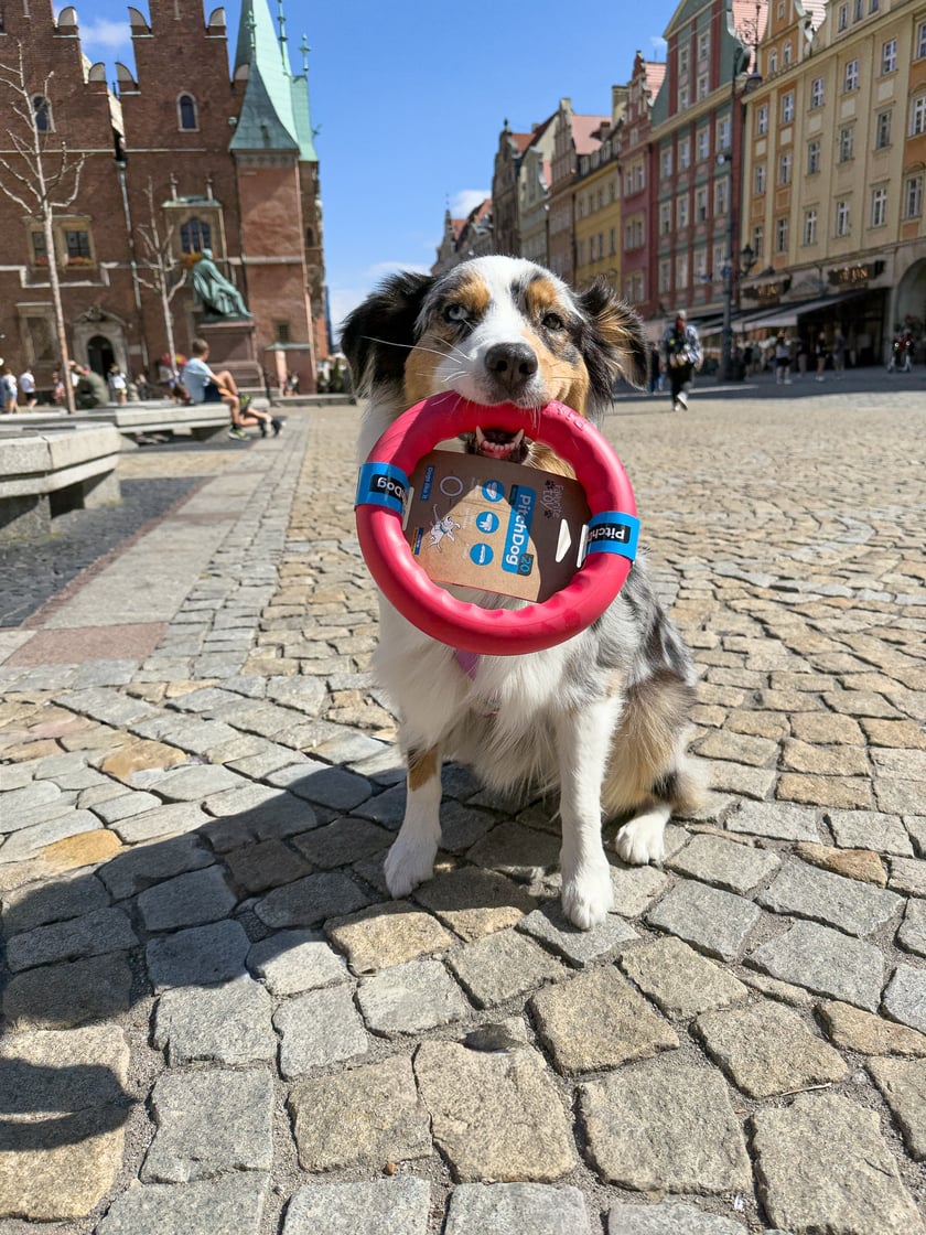 To owczarek autralijski, piesek, kt&oacute;ry lubi mieć co robić - Palma od razu wybrała ringo do zabawy