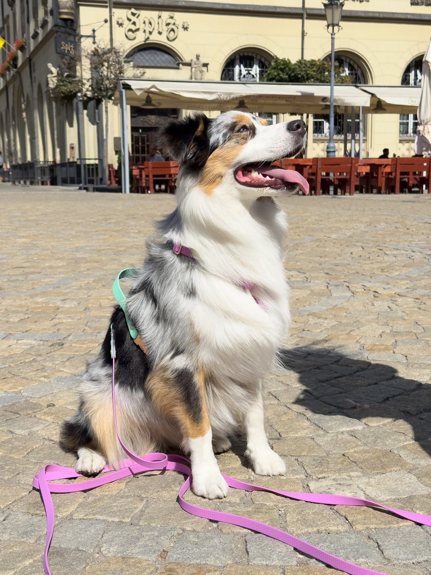 Palma - 1. miejsce w konkursie Psia Piękność