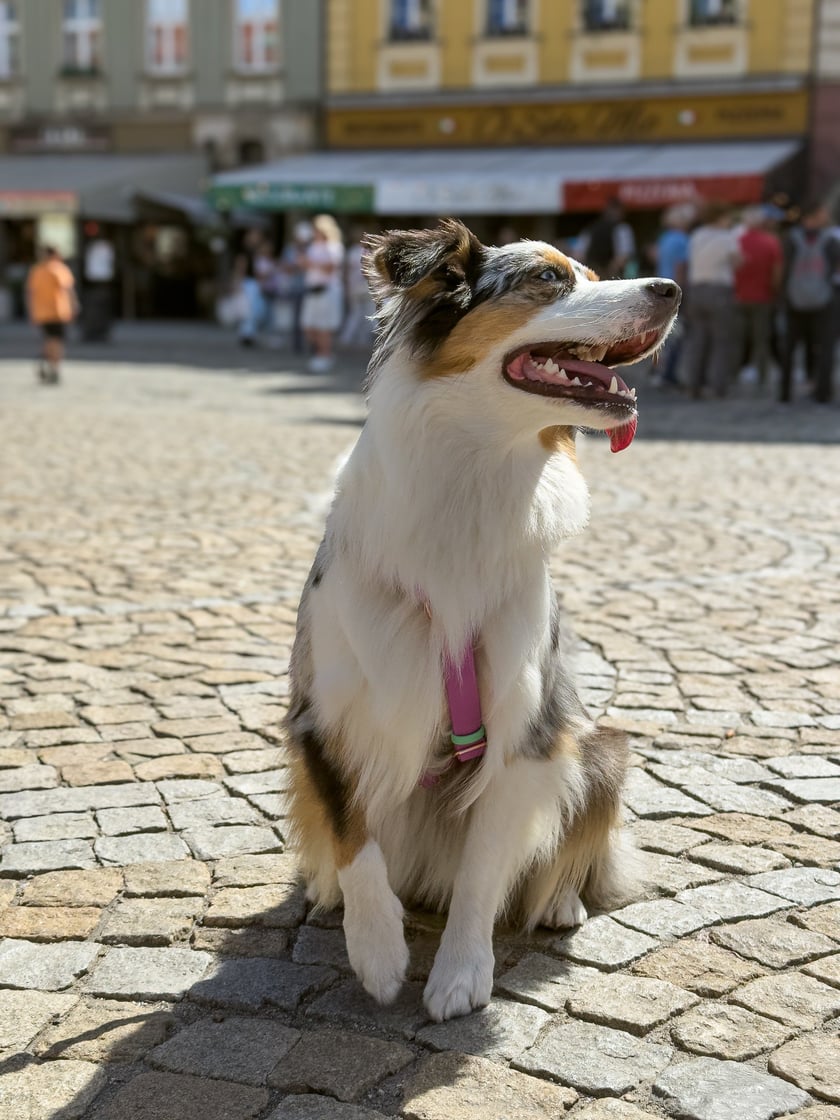 Palma - 1. miejsce w konkursie Psia Piękność