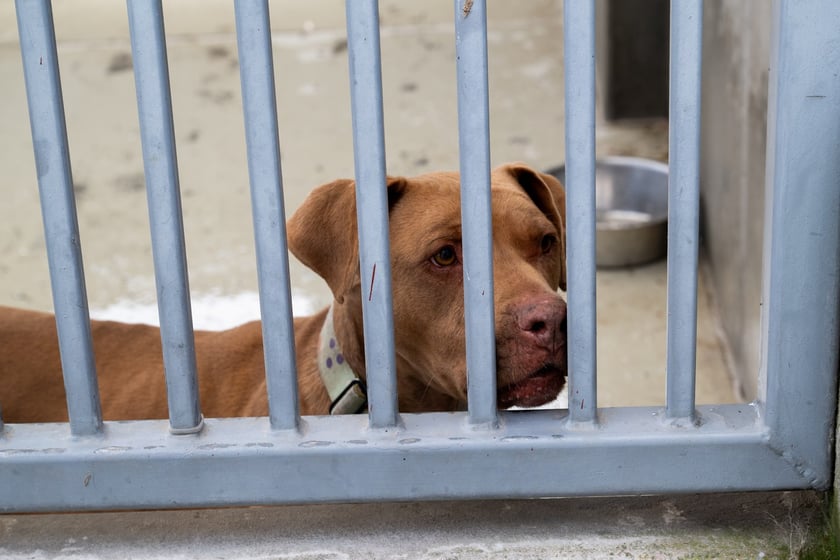 TOZ&nbsp;Schronisko dla Bezdomnych Zwierząt &ndash; otwarcie trzech nowych wybieg&oacute;w (skorzystają z nich podopieczni)