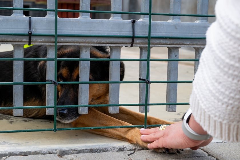 TOZ&nbsp;Schronisko dla Bezdomnych Zwierząt &ndash; otwarcie trzech nowych wybieg&oacute;w (skorzystają z nich podopieczni)