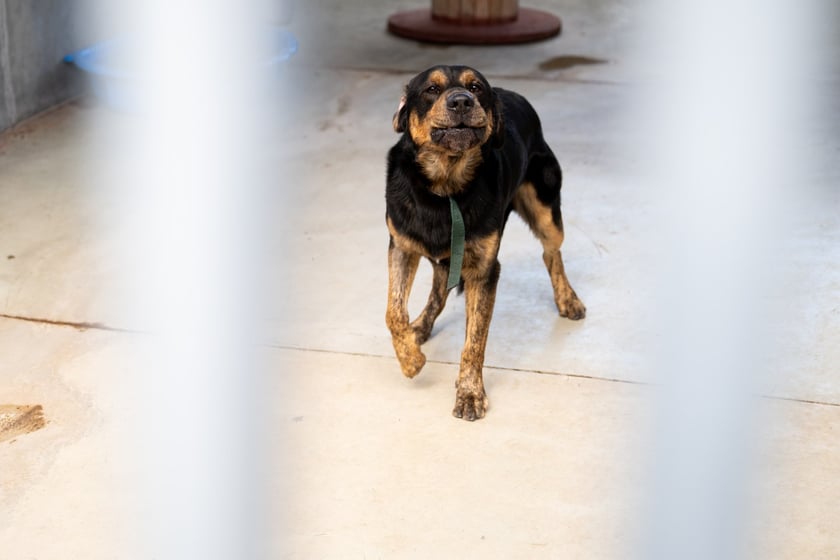 TOZ&nbsp;Schronisko dla Bezdomnych Zwierząt &ndash; otwarcie trzech nowych wybieg&oacute;w (skorzystają z nich podopieczni)