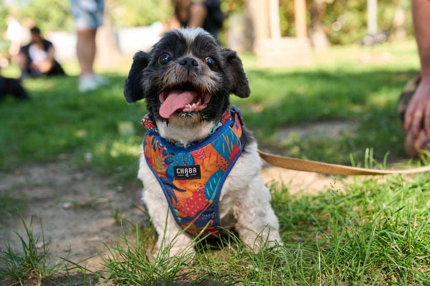 VI Parada Ps&oacute;w Wrocławskich przeszła przez miasto w niedzielę 21 września 2025&nbsp;