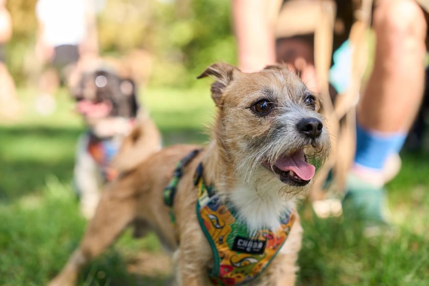 VI Parada Ps&oacute;w Wrocławskich przeszła przez miasto w niedzielę 21 września 2025&nbsp;