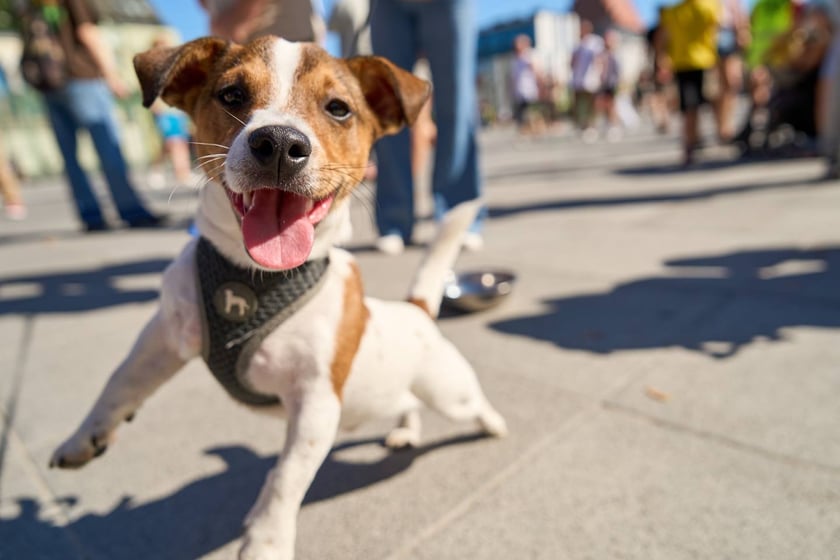 VI Parada Ps&oacute;w Wrocławskich przeszła przez miasto w niedzielę 21 września 2025&nbsp;