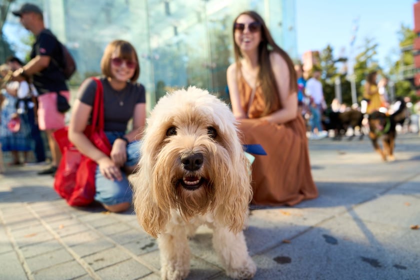 VI Parada Ps&oacute;w Wrocławskich przeszła przez miasto w niedzielę 21 września 2025&nbsp;