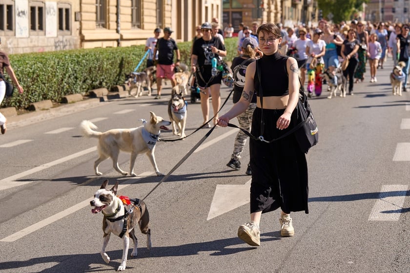 VI Parada Ps&oacute;w Wrocławskich przeszła przez miasto w niedzielę 21 września 2025&nbsp;