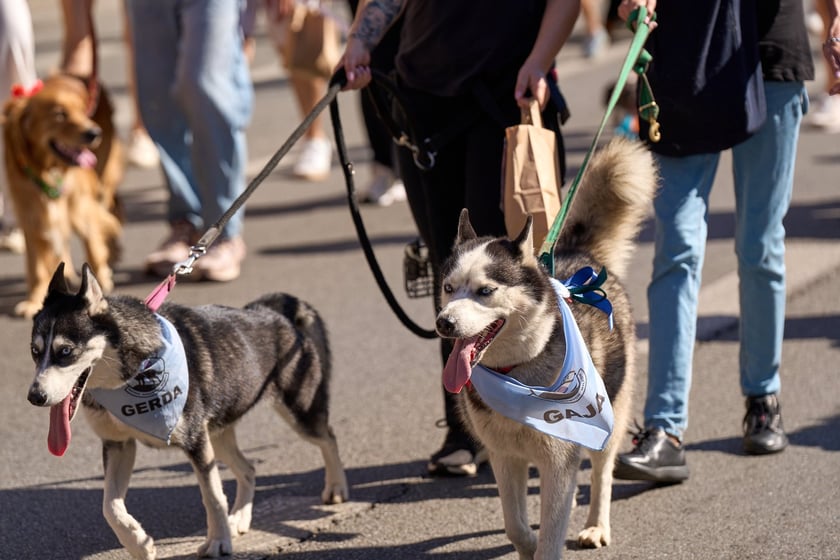 VI Parada Ps&oacute;w Wrocławskich przeszła przez miasto w niedzielę 21 września 2025&nbsp;