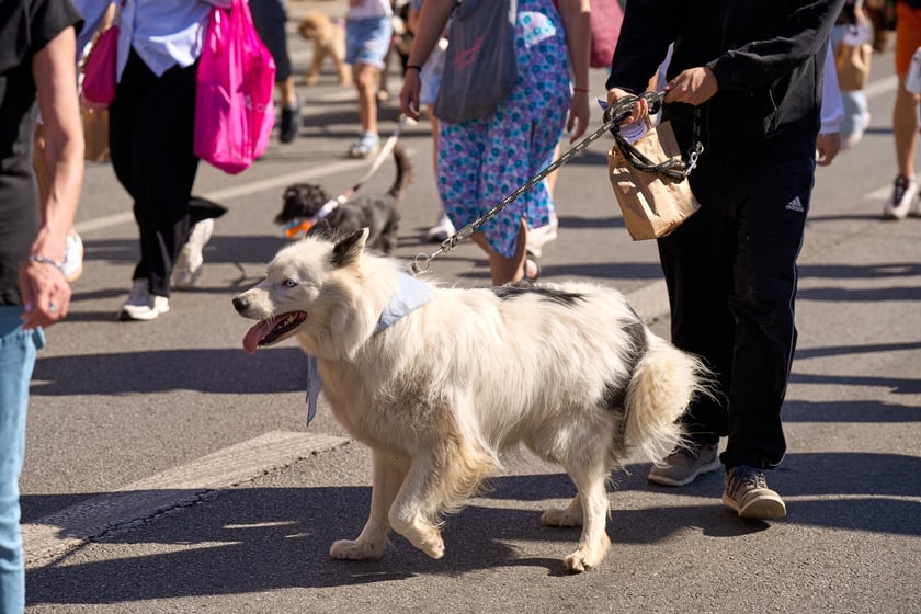 VI Parada Ps&oacute;w Wrocławskich przeszła przez miasto w niedzielę 21 września 2025&nbsp;