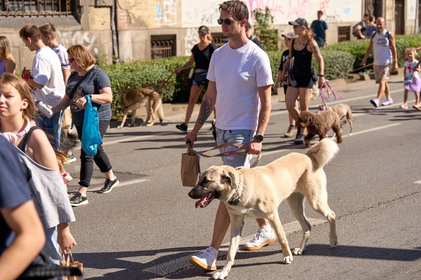 VI Parada Ps&oacute;w Wrocławskich przeszła przez miasto w niedzielę 21 września 2025&nbsp;