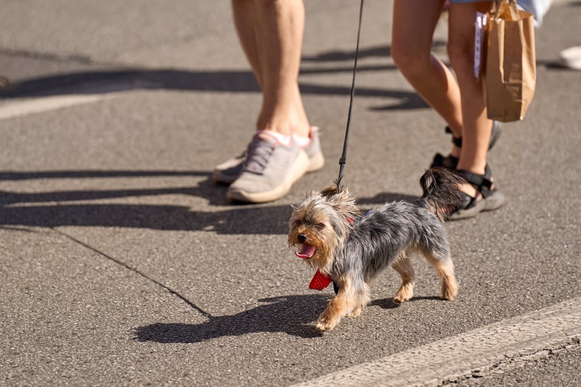 VI Parada Ps&oacute;w Wrocławskich przeszła przez miasto w niedzielę 21 września 2025&nbsp;