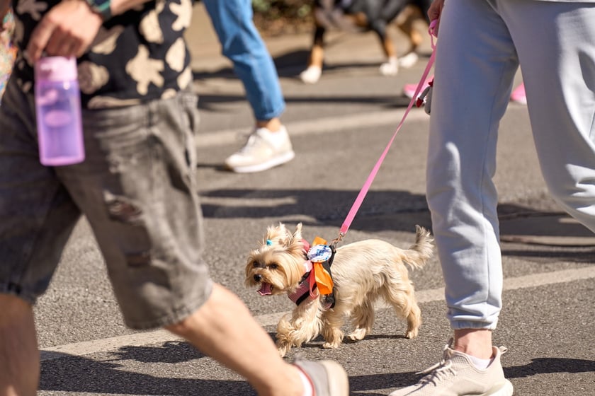 VI Parada Ps&oacute;w Wrocławskich przeszła przez miasto w niedzielę 21 września 2025&nbsp;