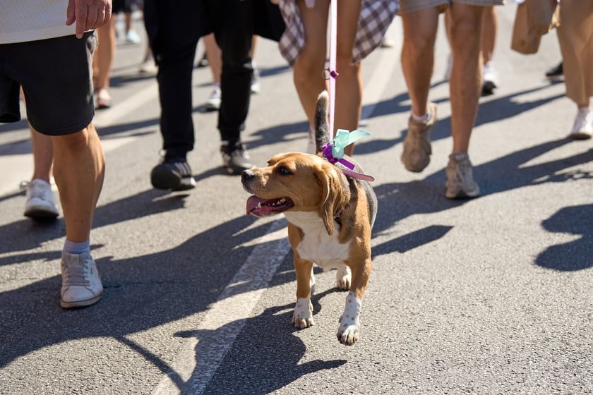 VI Parada Ps&oacute;w Wrocławskich przeszła przez miasto w niedzielę 21 września 2025&nbsp;