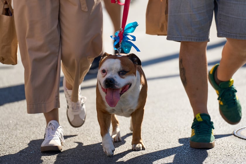 VI Parada Ps&oacute;w Wrocławskich przeszła przez miasto w niedzielę 21 września 2025&nbsp;