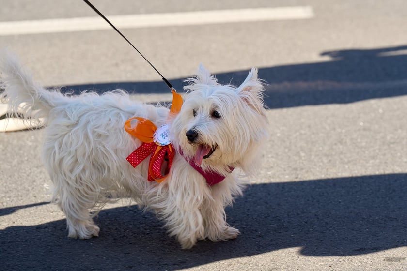 VI Parada Ps&oacute;w Wrocławskich przeszła przez miasto w niedzielę 21 września 2025&nbsp;