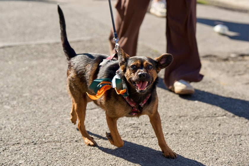 VI Parada Ps&oacute;w Wrocławskich przeszła przez miasto w niedzielę 21 września 2025&nbsp;