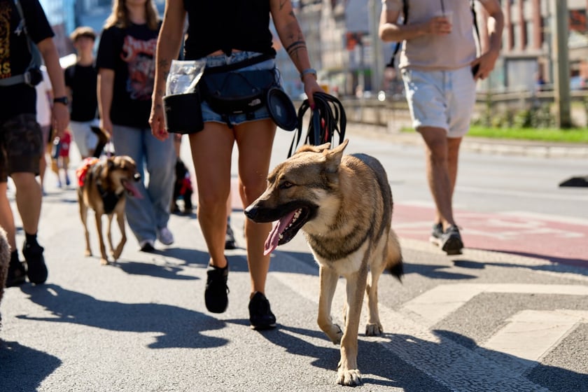 VI Parada Ps&oacute;w Wrocławskich przeszła przez miasto w niedzielę 21 września 2025&nbsp;