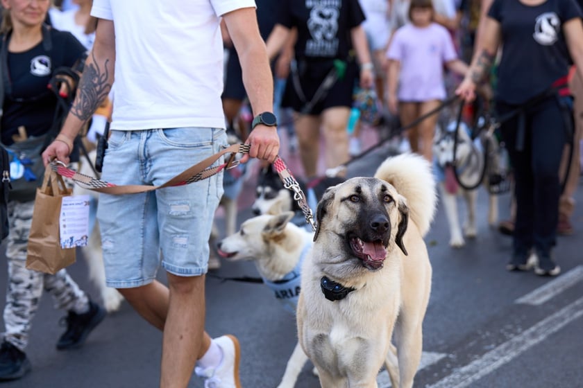VI Parada Ps&oacute;w Wrocławskich przeszła przez miasto w niedzielę 21 września 2025&nbsp;