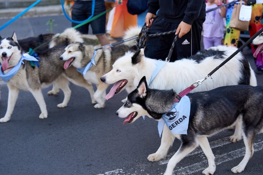 VI Parada Ps&oacute;w Wrocławskich przeszła przez miasto w niedzielę 21 września 2025&nbsp;
