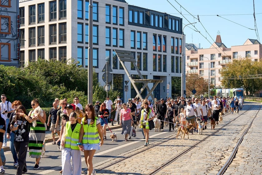 VI Parada Ps&oacute;w Wrocławskich przeszła przez miasto w niedzielę 21 września 2025&nbsp;