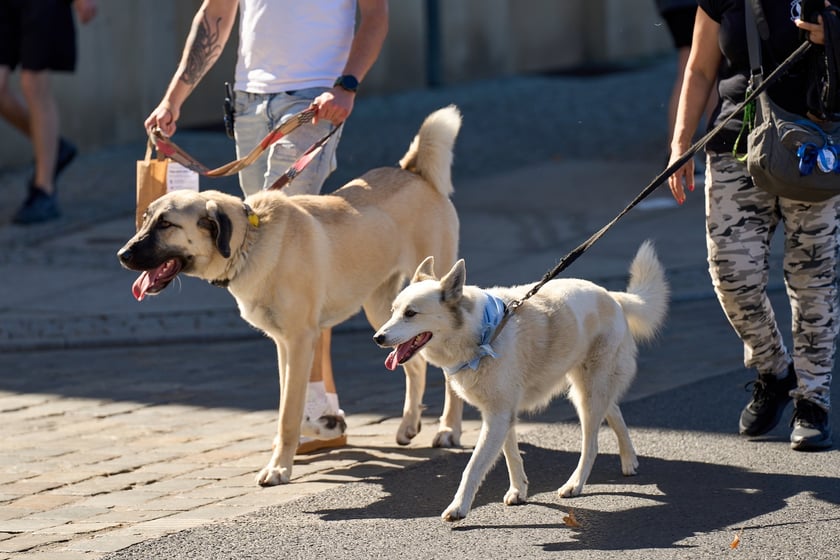 VI Parada Ps&oacute;w Wrocławskich przeszła przez miasto w niedzielę 21 września 2025&nbsp;