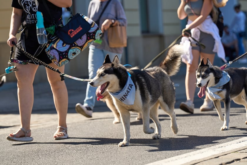 VI Parada Ps&oacute;w Wrocławskich przeszła przez miasto w niedzielę 21 września 2025&nbsp;