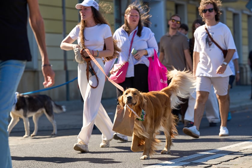 VI Parada Ps&oacute;w Wrocławskich przeszła przez miasto w niedzielę 21 września 2025&nbsp;