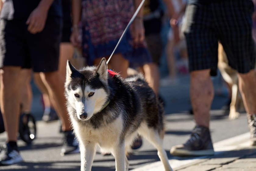 VI Parada Ps&oacute;w Wrocławskich przeszła przez miasto w niedzielę 21 września 2025&nbsp;