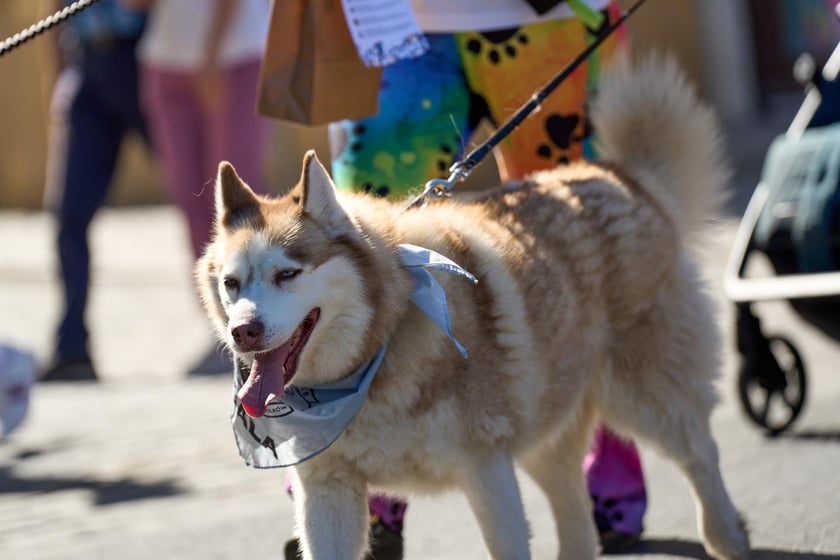 VI Parada Ps&oacute;w Wrocławskich przeszła przez miasto w niedzielę 21 września 2025&nbsp;