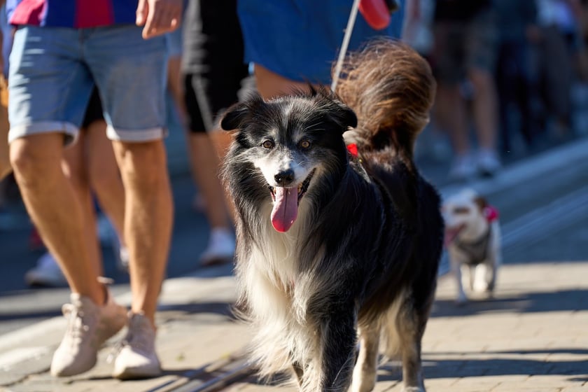 VI Parada Ps&oacute;w Wrocławskich przeszła przez miasto w niedzielę 21 września 2025&nbsp;