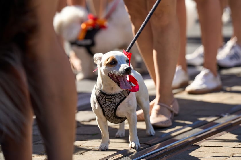 VI Parada Ps&oacute;w Wrocławskich przeszła przez miasto w niedzielę 21 września 2025&nbsp;