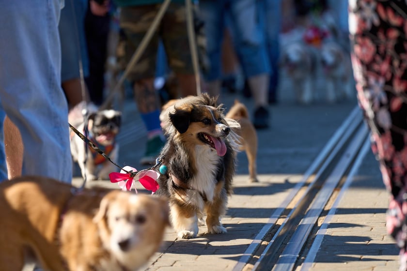 VI Parada Ps&oacute;w Wrocławskich przeszła przez miasto w niedzielę 21 września 2025&nbsp;
