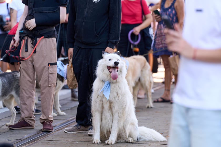 VI Parada Ps&oacute;w Wrocławskich przeszła przez miasto w niedzielę 21 września 2025&nbsp;