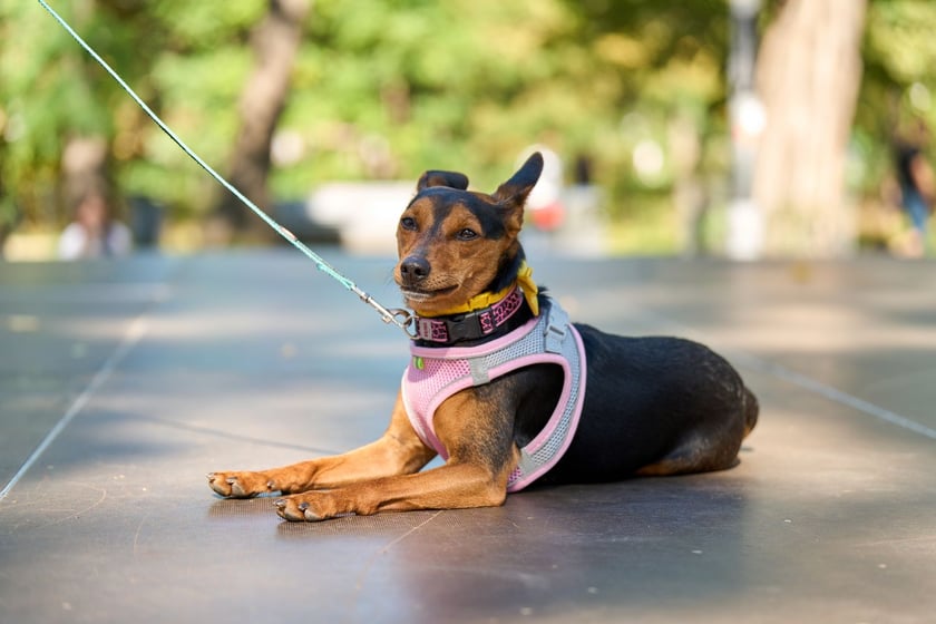 VI Parada Ps&oacute;w Wrocławskich przeszła przez miasto w niedzielę 21 września 2025&nbsp;