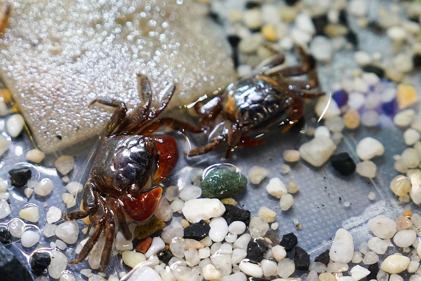 Targi ZooEgzotyka w Hali Orbita w niedzielę 21 września 2025