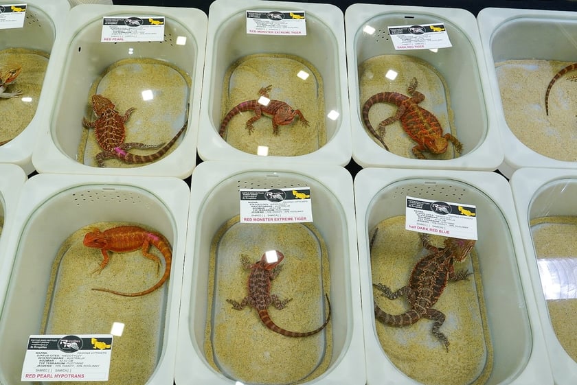 Targi ZooEgzotyka w Hali Orbita w niedzielę 21 września 2025