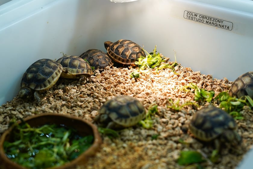 Targi ZooEgzotyka w Hali Orbita w niedzielę 21 września 2025