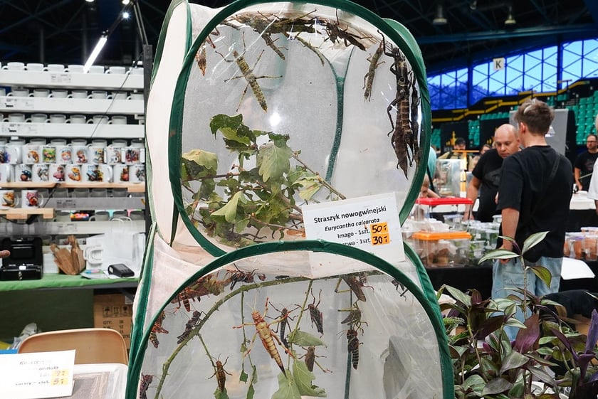 Targi ZooEgzotyka w Hali Orbita w niedzielę 21 września 2025