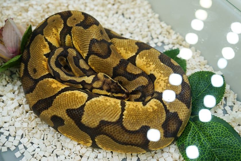 Targi ZooEgzotyka w Hali Orbita w niedzielę 21 września 2025