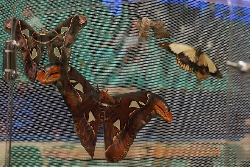 Targi ZooEgzotyka w Hali Orbita w niedzielę 21 września 2025