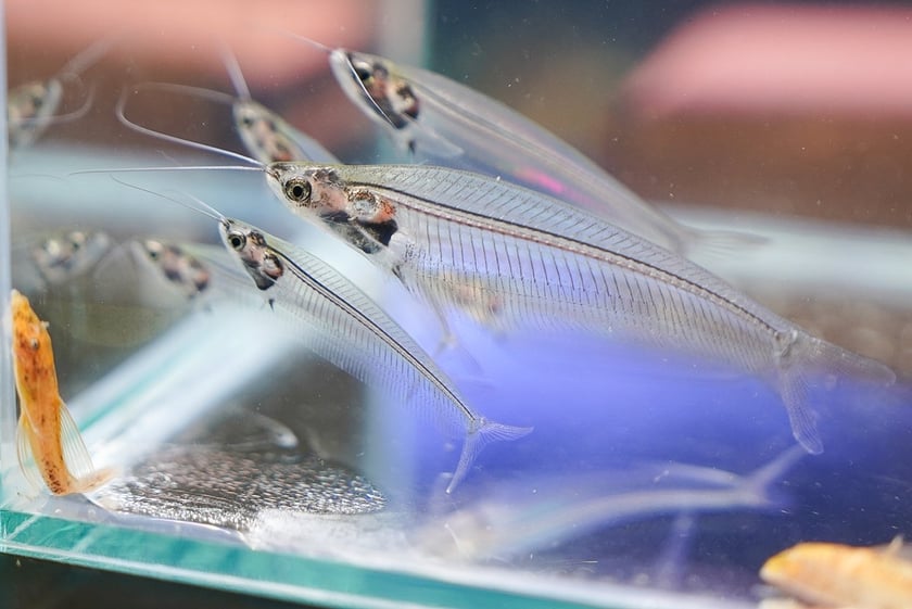 Targi ZooEgzotyka w Hali Orbita w niedzielę 21 września 2025