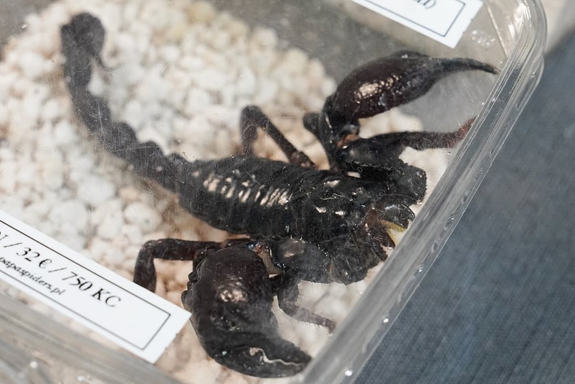 Targi ZooEgzotyka w Hali Orbita w niedzielę 21 września 2025