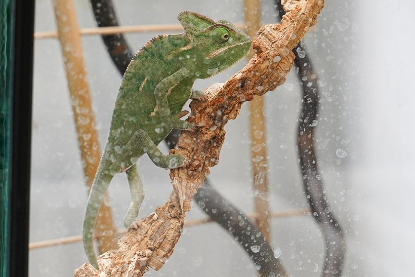Targi ZooEgzotyka w Hali Orbita w niedzielę 21 września 2025