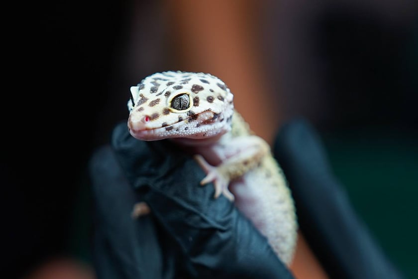 Targi ZooEgzotyka w Hali Orbita w niedzielę 21 września 2025