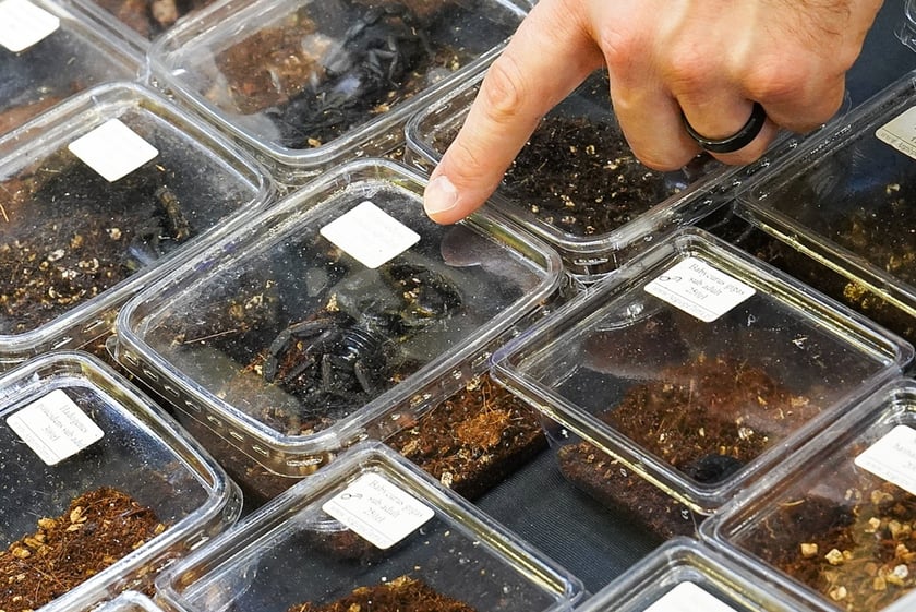 Targi ZooEgzotyka w Hali Orbita w niedzielę 21 września 2025