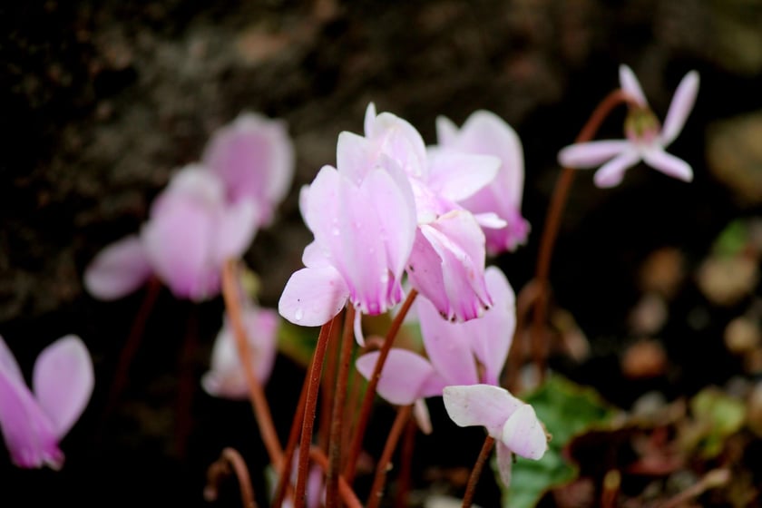 W Ogrodzie Botanicznym UWr we Wrocławiu, wrzesień 2025
