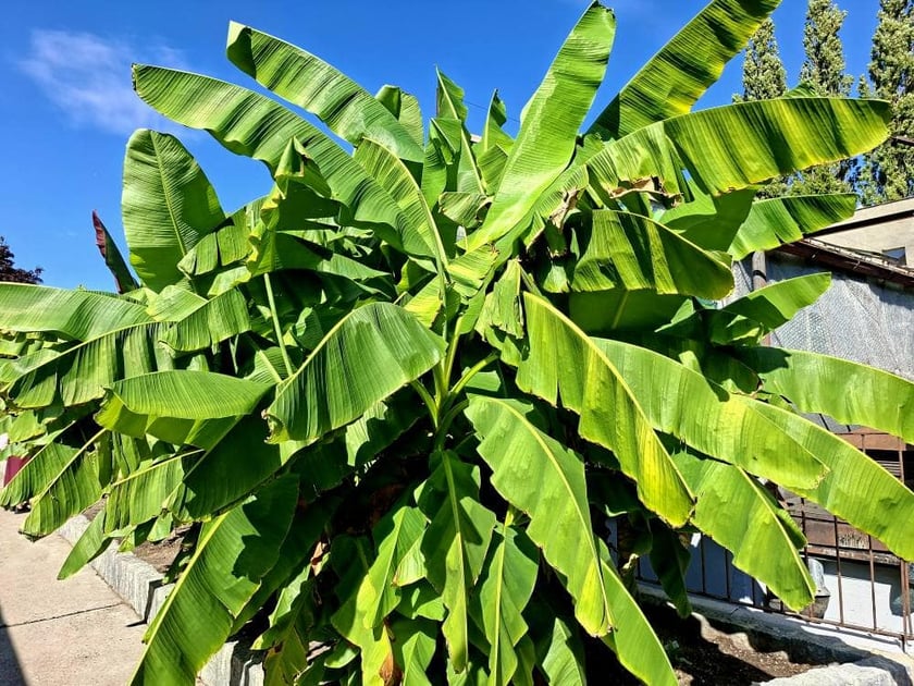 W Ogrodzie Botanicznym UWr we Wrocławiu, wrzesień 2025