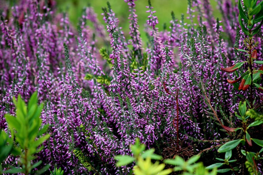 W Ogrodzie Botanicznym UWr we Wrocławiu, wrzesień 2025