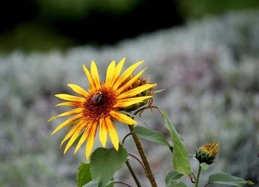 W Ogrodzie Botanicznym UWr we Wrocławiu, wrzesień 2025