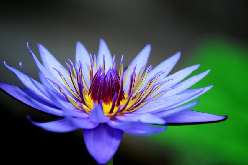 W Ogrodzie Botanicznym UWr we Wrocławiu, wrzesień 2025